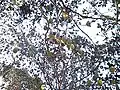キカラスウリの結実状況