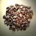 キカラスウリの種子