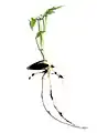 キカラスウリの発芽
