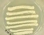 Trichosporon asteriodes UAMH 10278