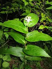 葉の基部は茎を抱き、葉に班状の模様がある。