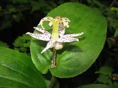 花被片は上部が水平に開き、花被片の外面に細毛がある。
