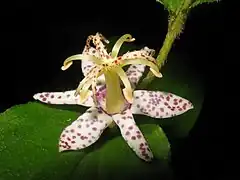 内外花被片の幅がちがう。花糸に斑点がない。