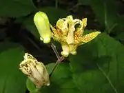 花被片は黄色で内面に紫褐色の斑点がある。