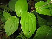 葉の基部は茎を強く抱く。