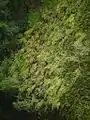 多数開花している