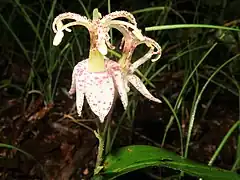 花被片に紫色の斑点があり、強く反り返る。花糸にも紫色の斑点がある。