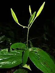 果実は披針形の蒴果で3稜がある。