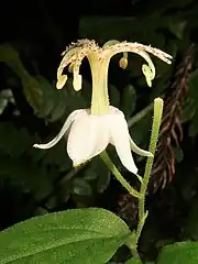 花被片や花柱に紫色の斑点がほとんどないもの。神奈川県三浦半島 2020年9月下旬。