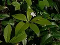 Trientalis borealis