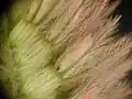 シャグマハギ (マメ科) の萼