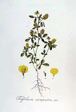 Trifolium campestre