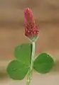 牧草として利用されたが、イチゴのような花が咲くことからストロベリークローバーとして鑑賞用にも栽培されるようになった。
