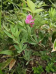 5小葉が車輪状になって茎に互生する。葉の裏面の葉脈が目立つ。
