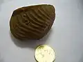 サンカクガイ目サンカクガイ科(化石)