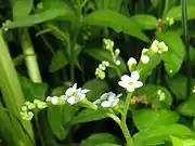 花序の先端が巻いた状態。