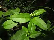 花序が成長する前の状態。
