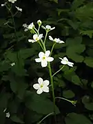 花冠は平開し、喉部に黄色の付属体がある。