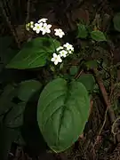 亀甲状にみえる葉。