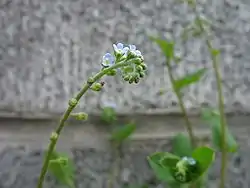 Trigonotis peduncularis