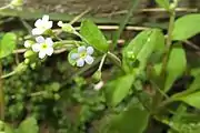 キュウリグサ