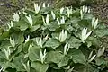 Trillium albidum