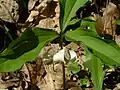Trillium catesbaei