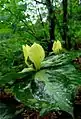 Trillium discolor