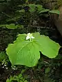 ミヤマエンレイソウTrillium tschonoskii