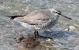 汐川干潟のキアシシギ。