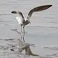 翼を広げた様子