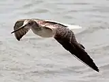 飛行する様子