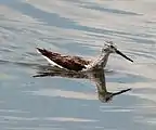 水辺を泳ぐ