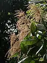 タチーの雄花