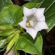 ツルリンドウの花、岐阜県揖斐郡揖斐川町にて、2015年9月15日撮影
