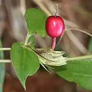 ツルリンドウの果実、瓢ヶ岳（岐阜県美濃市）にて、2017年11月1日撮影