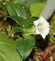 シロバナツルリンドウf. albiflorum