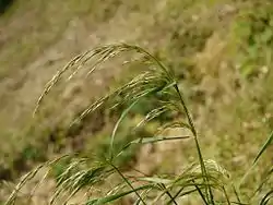 カニツリグサ