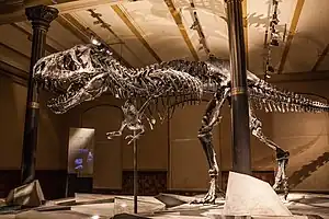 フンボルト博物館で展示されるトリスタン