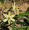 Triteleia ixioides ssp. scabra