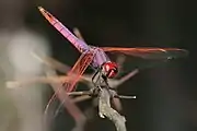 ベニトンボ属ベニトンボTrithemis annulata