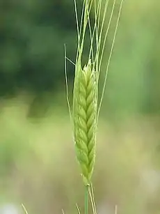 ヒトツブコムギ