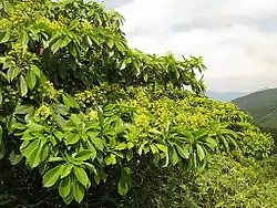 初夏になると、黄色い花が多数咲く。