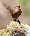 T. troglodytesミソサザイ