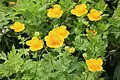 キンバイソウの群落Trollius hondoensis