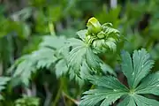 シナノキンバイのつぼみ2008年7月・北岳