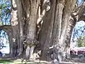 近景