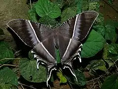 マサキオオツバメ L. zampa, マレーシア