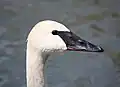 頭部