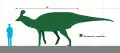人間との大きさ比較